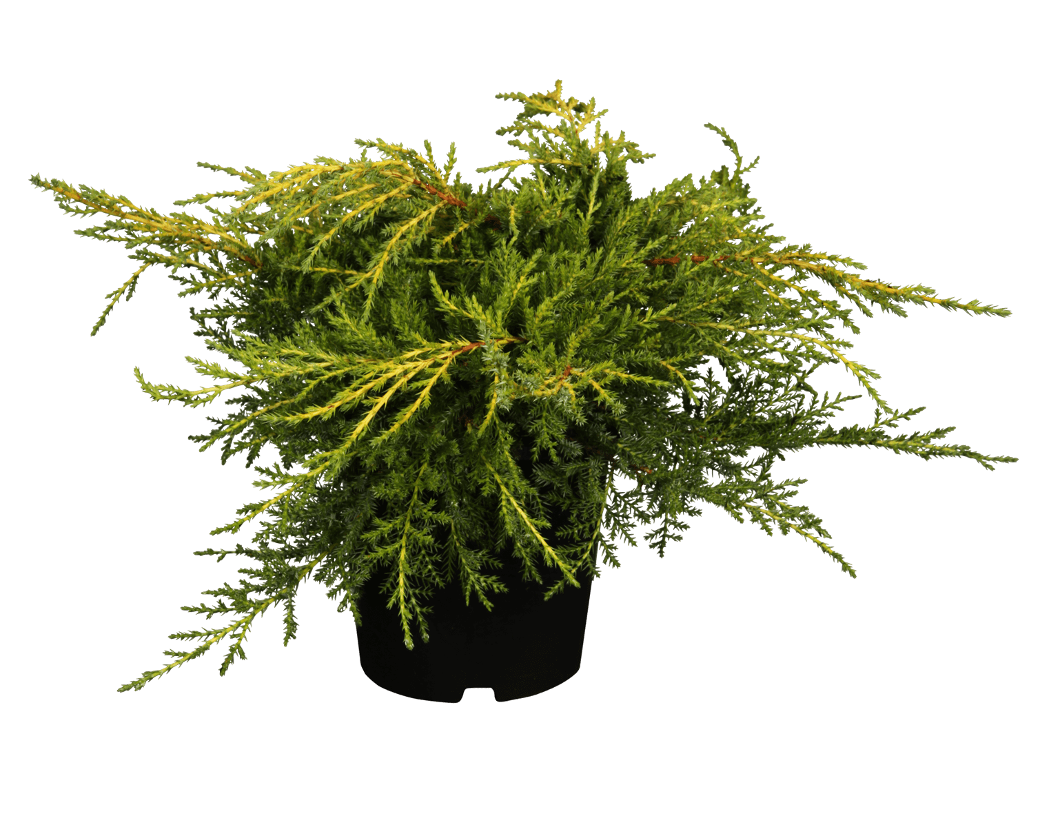 Gelber Pfitzerwacholder • Juniperus media 'Pfitzeriana Aurea' Ansicht 1