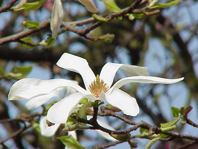 Kobushi-Magnolie • Magnolia kobus Ansicht 1