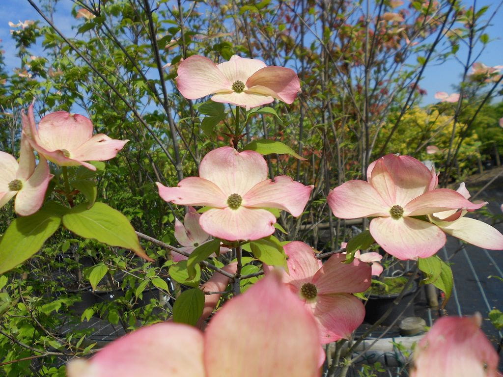 Blumen-Hartriegel 'Stellar Pink' • Cornus rutgersensis 'Stellar Pink' Ansicht 4