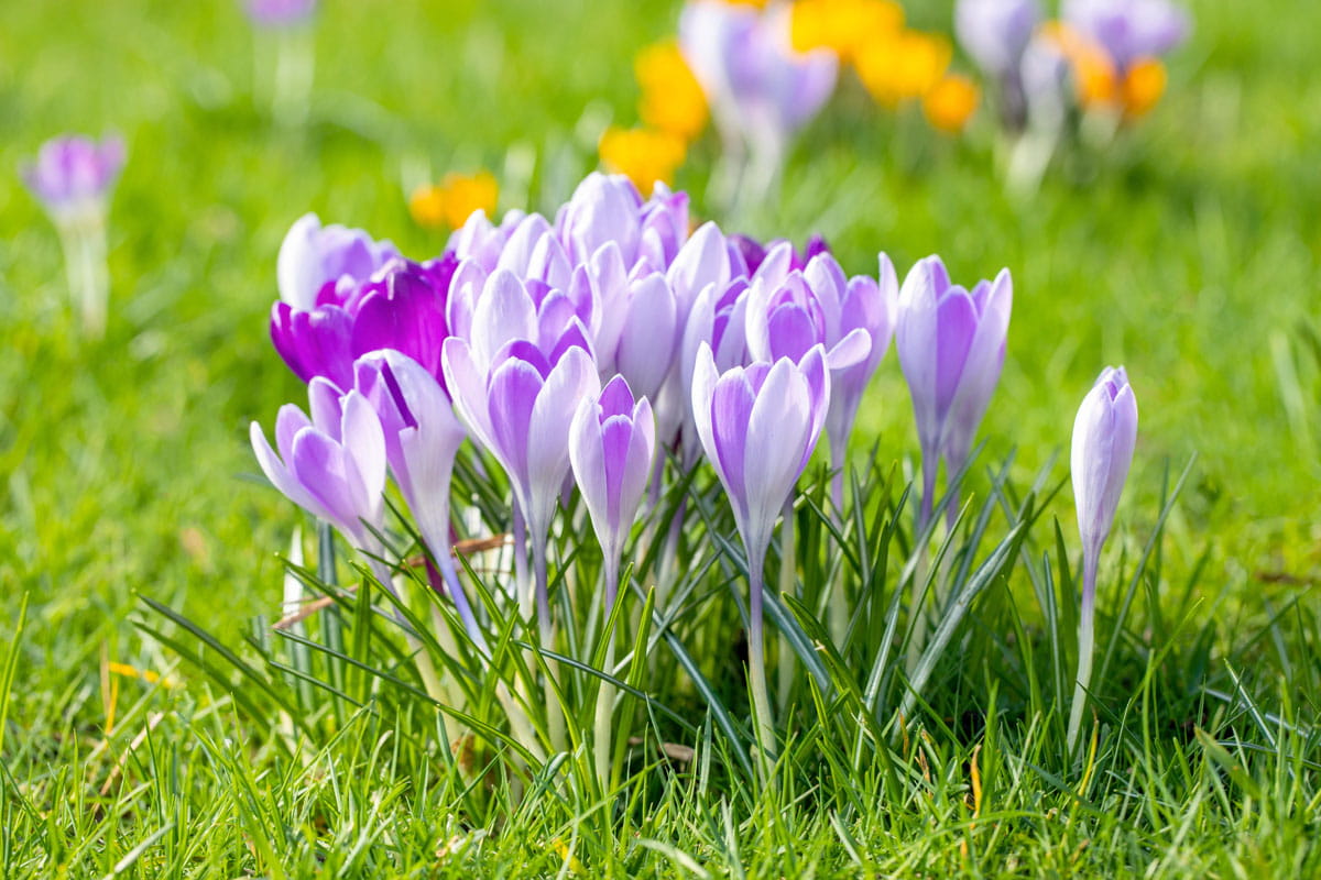 Blumenzwiebel Krokus