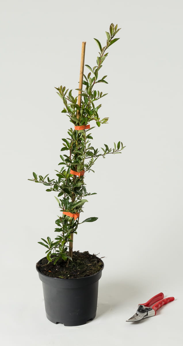 Feuerdorn 'Orange Charmer' • Pyracantha coccinea 'Orange Charmer' 40-60 cm hoch, Containerware Ansicht 1