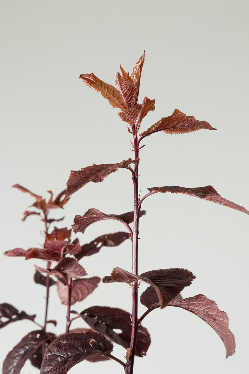 Blutpflaume • Prunus cerasifera Nigra