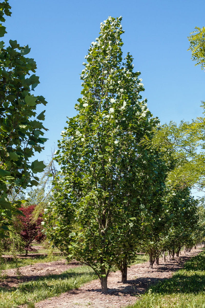 Säulen-Tulpenbaum • Liriodendron tulipifera 'Fastigiatum' Ansicht 5