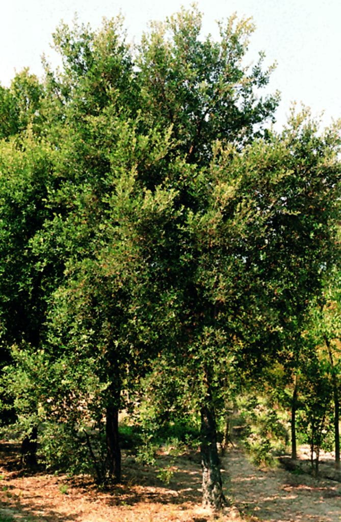 Kork-Eiche • Quercus suber Ansicht 4