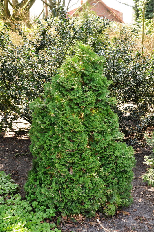 Lebensbaum 'Holmstrup' • Thuja occidentalis 'Holmstrup'