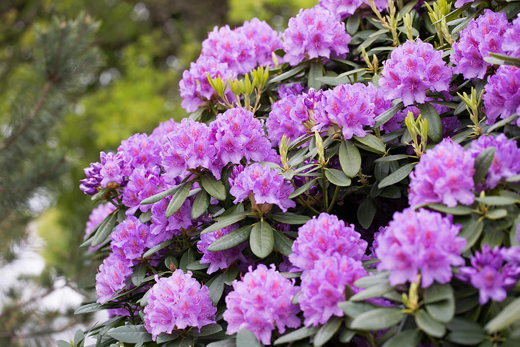 Rhododendron 'Catawabiense Grandiflorum' • Rhododendron Hybride 'Catawabiense Grandiflorum' Ansicht 1
