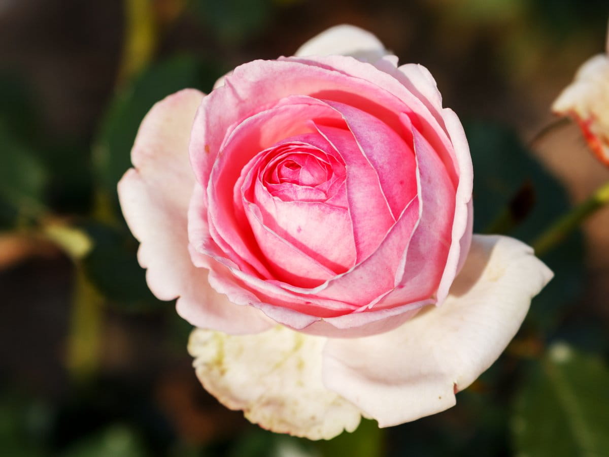 Strauchrose 'Eden Rose 85' • Rosa 'Eden Rose 85' Ansicht 5
