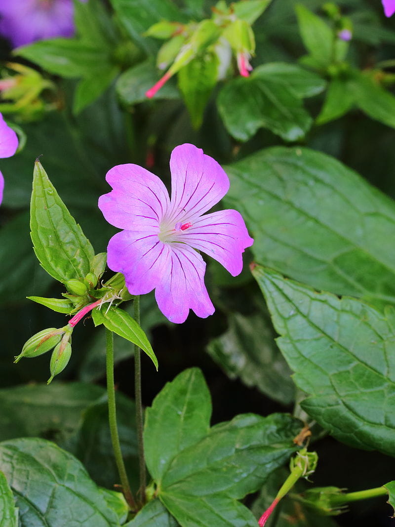 Knotiger Bergwald-Storchschnabel • Geranium nodosum