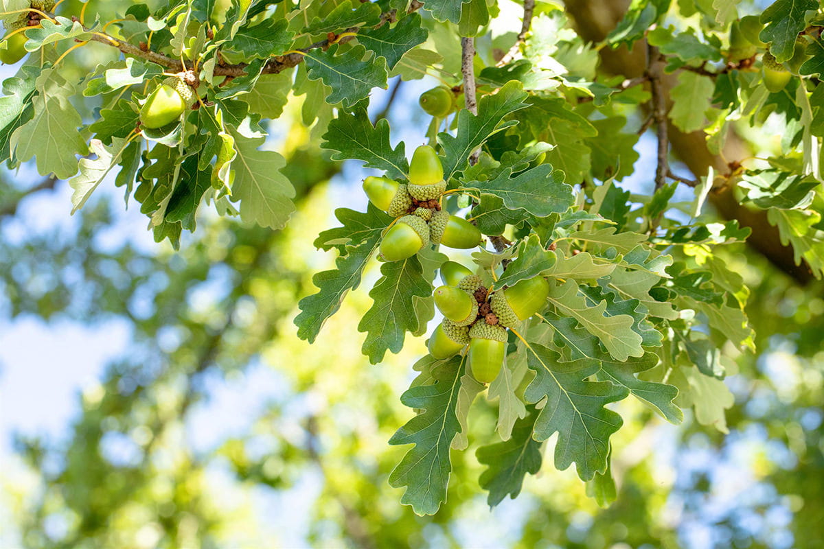 Traubeneiche • Quercus petraea