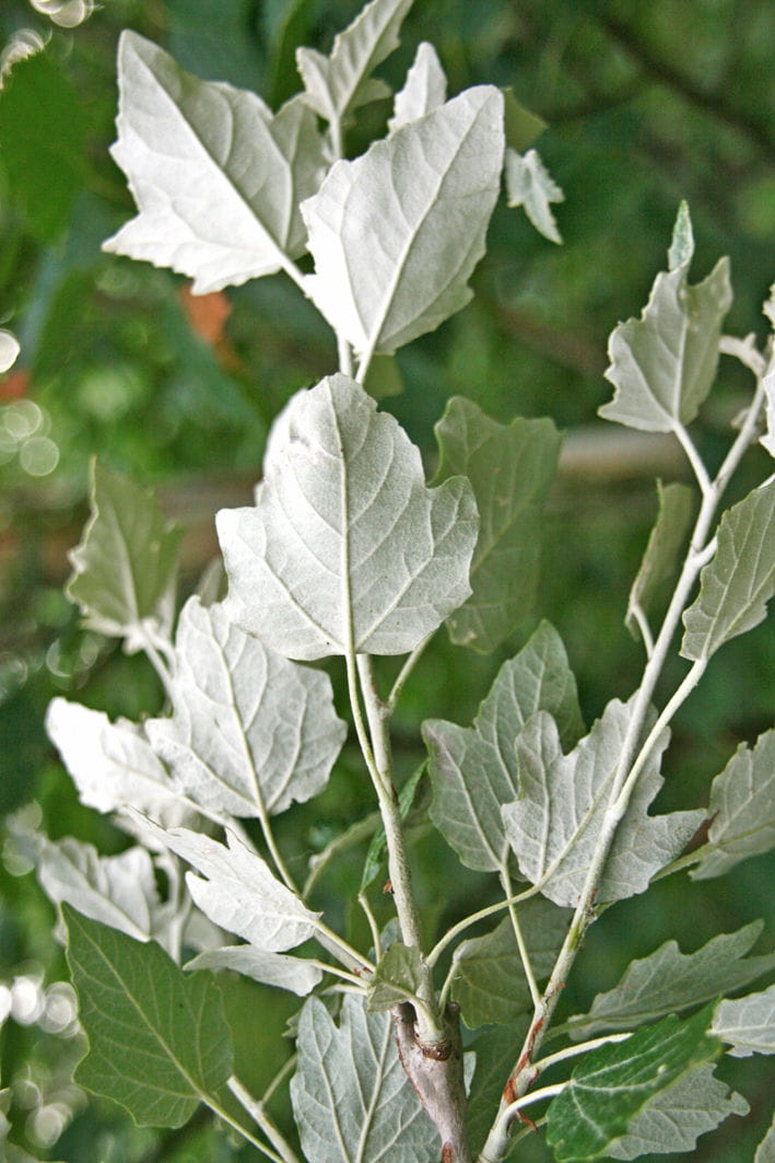 Silberpappel 'Nivea' • Populus alba 'Nivea' Containerware 100-125 cm hoch, Ansicht 3