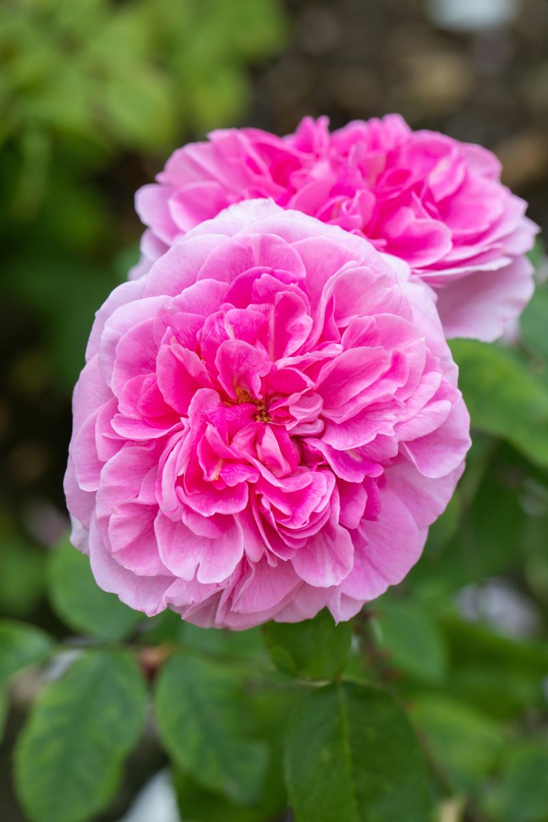 Edelrose 'Ozeana'® • Rosa 'Ozeana'® Ansicht 1