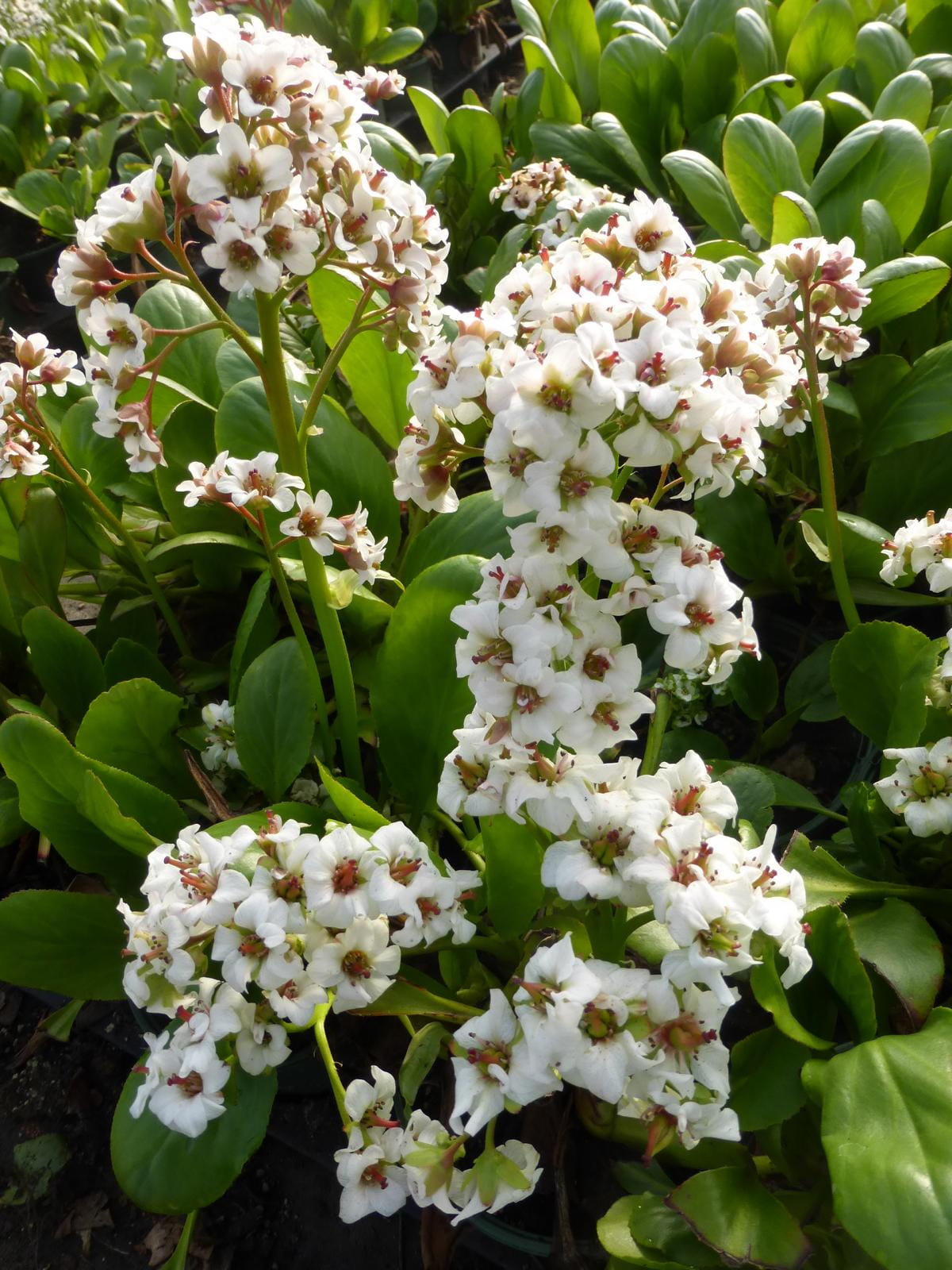 Bergenie 'Bressingham White' • Bergenia cordifolia 'Bressingham White'