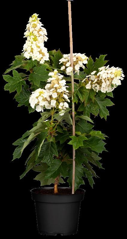 Eichenblatthortensie 'Munchkin' • Hydrangea quercifolia 'Munchkin'