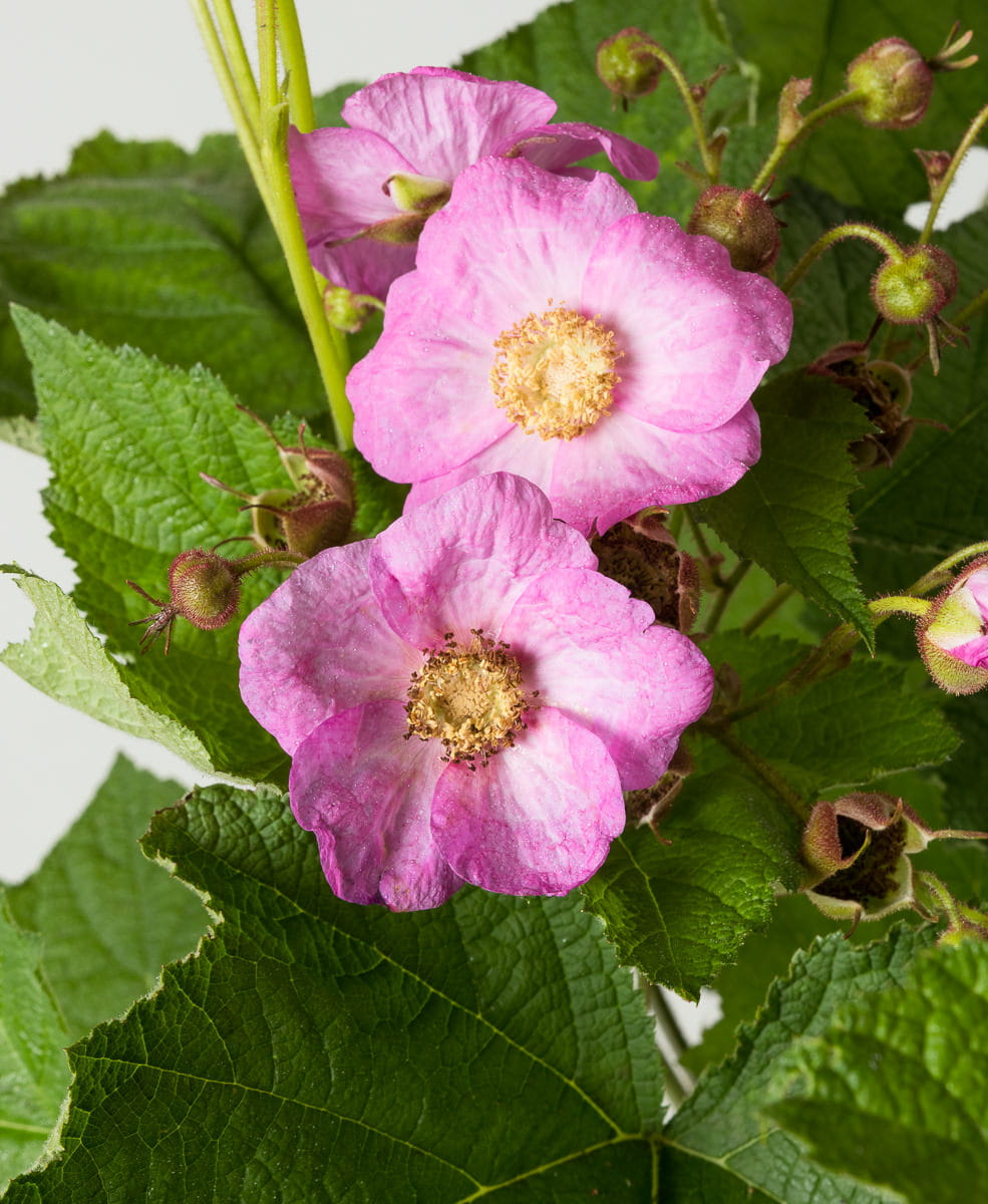 Zimthimbeere • Rubus odoratus Ansicht 1