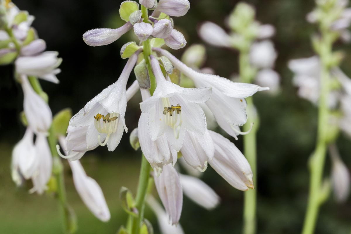 Garten-Funkie Bressingham Blue • Hosta sieboldiana Bressingham Blue Ansicht 4