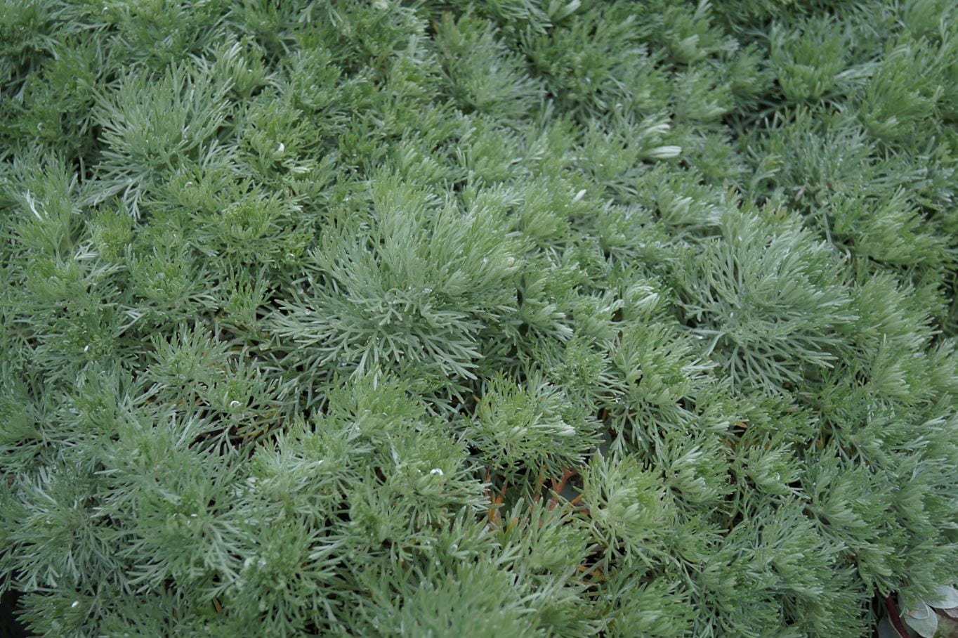 Zwerg-Silberraute 'Nana' • Artemisia schmidtiana 'Nana' Ansicht 4