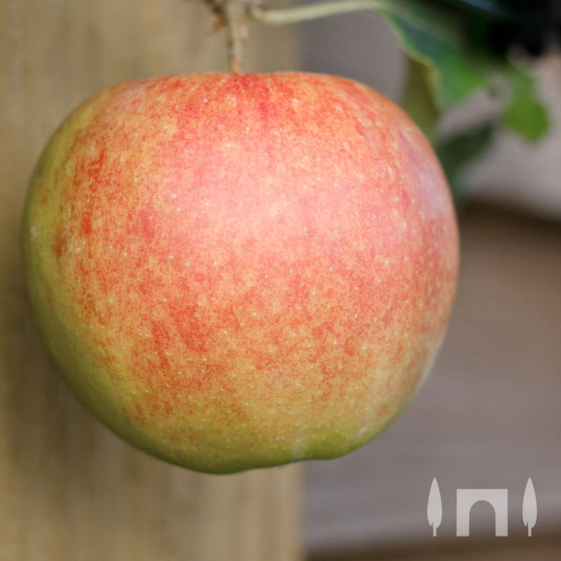 Apfel 'Jonagold' • Malus 'Jonagold' Containerware Halbstamm Ansicht 4