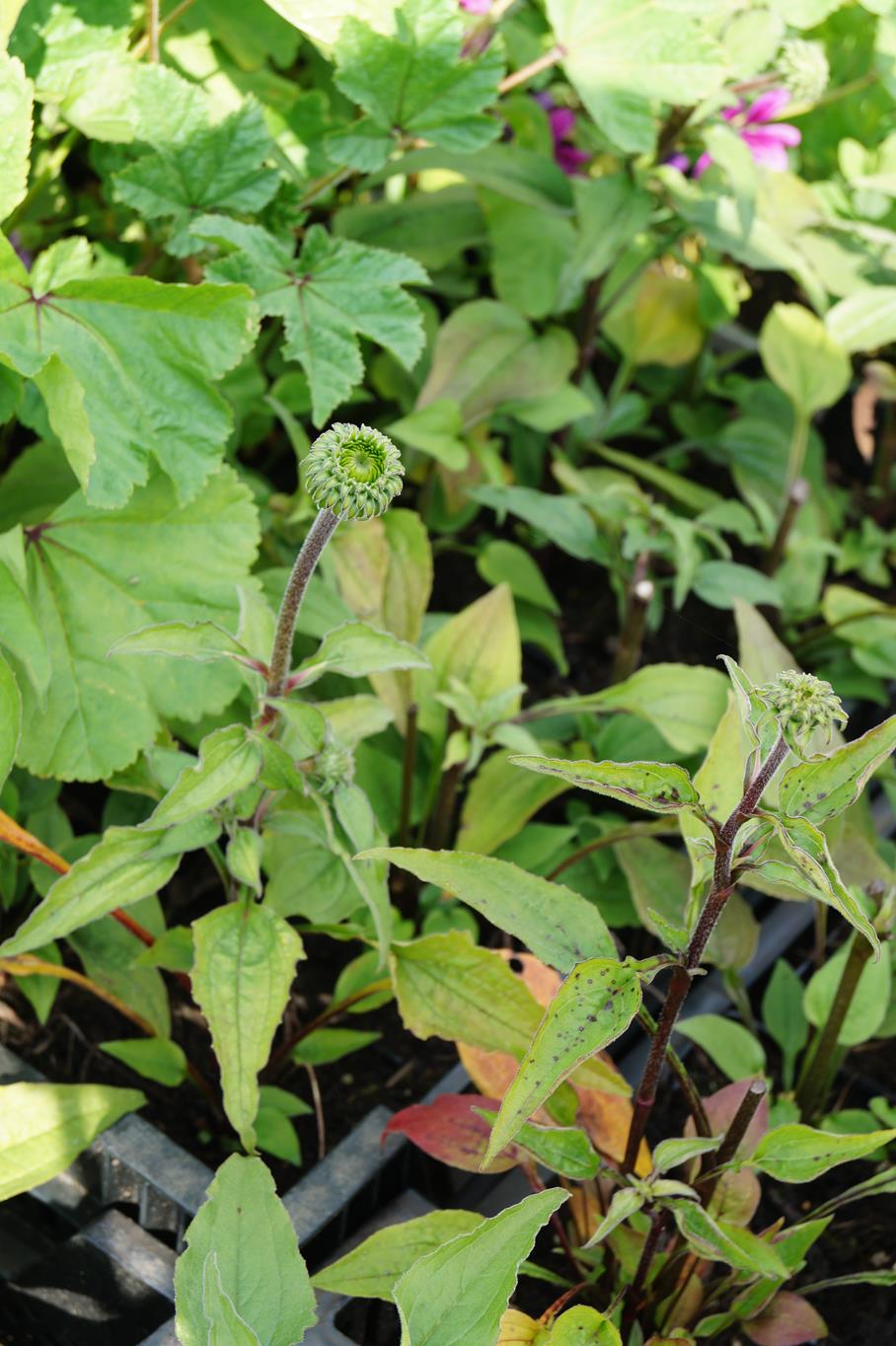 Scheinsonnenhut 'Green Envy' • Echinacea purpurea 'Green Envy' Ansicht 1