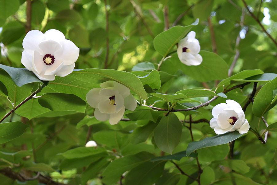 Sommermagnolie • Magnolia sieboldii Ansicht 2