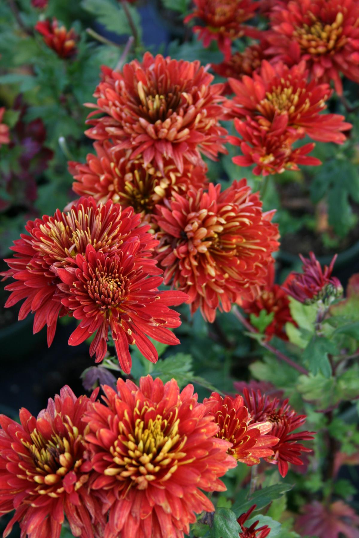 Winteraster 'Brennpunkt' • Chrysanthemum Hortorum 'Brennpunkt'