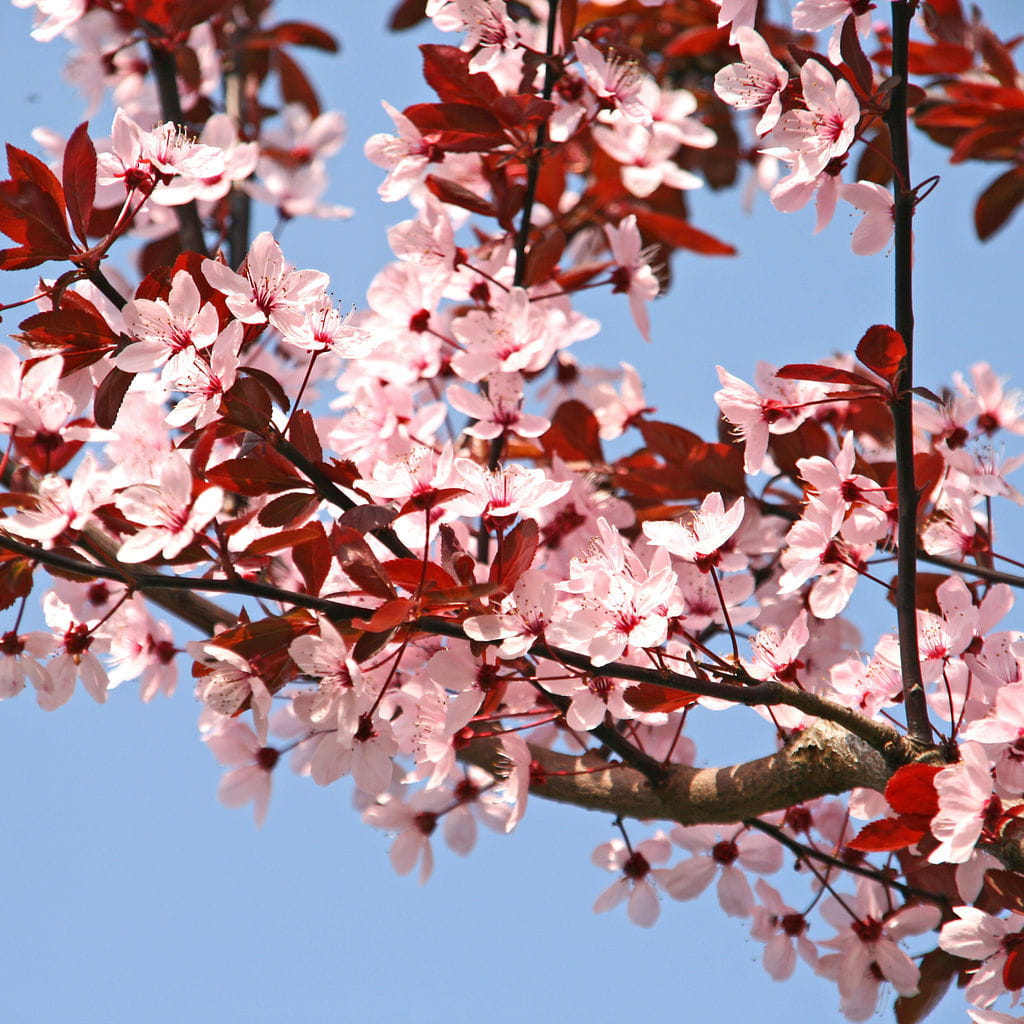 Blutpflaume • Prunus cerasifera Nigra Ansicht 7