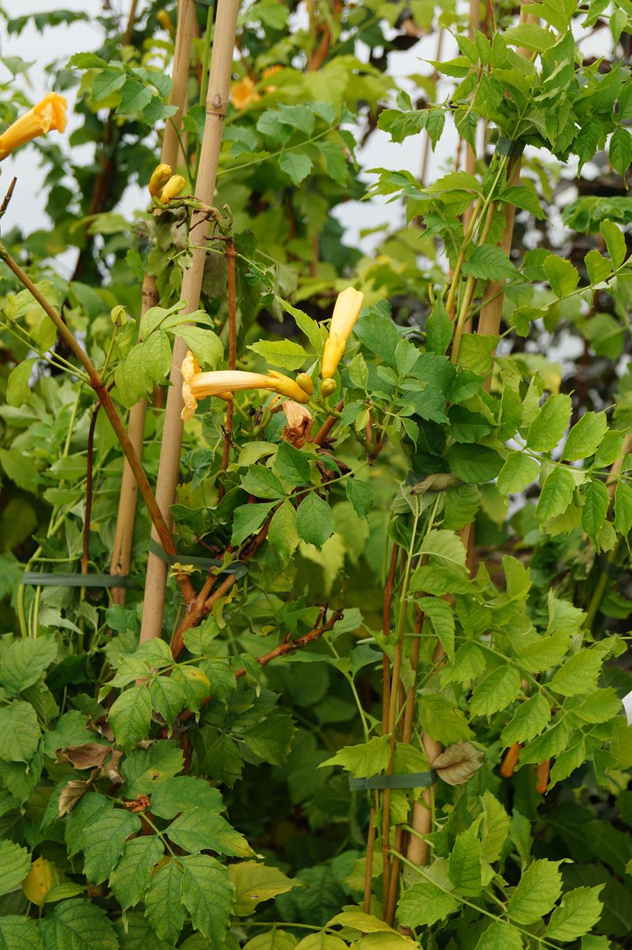 Gelbe Trompetenblume 'Flava' • Campsis radicans 'Flava' Ansicht 7