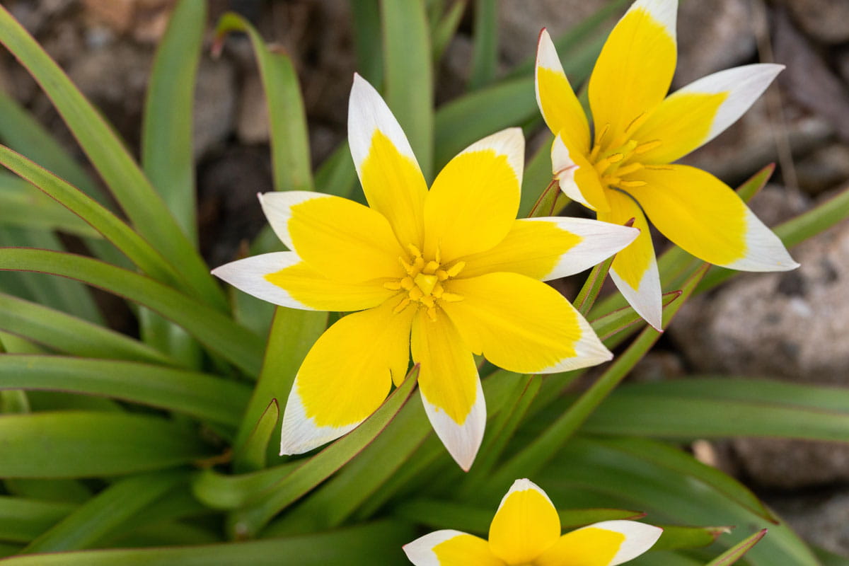 Blumenzwiebel - Tulipa tarda 20er Packung 