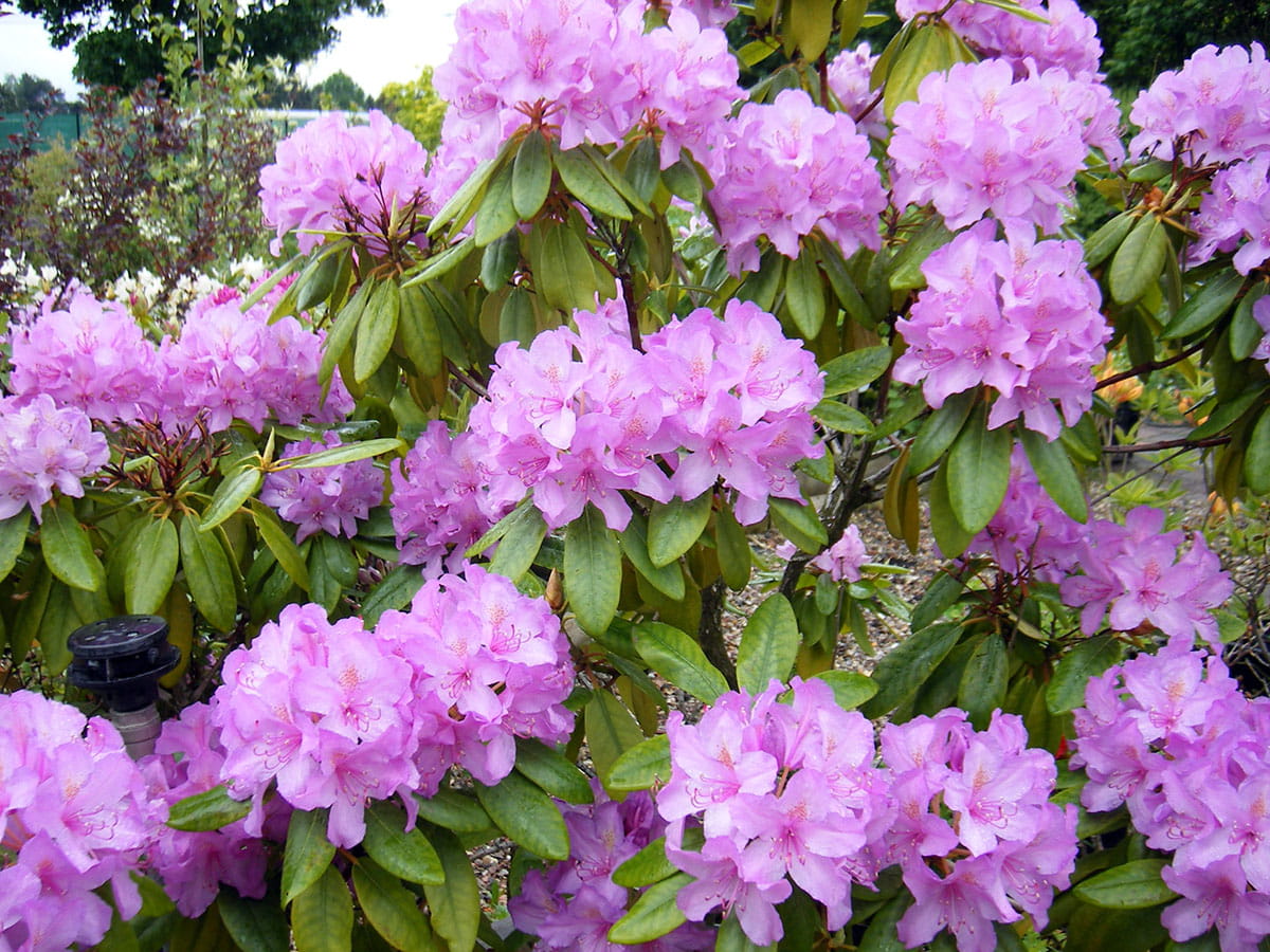 Rhododendron 'Catawbiense Boursault' • Rhododendron Hybr. 'Catawbiense Boursault' Ansicht 6