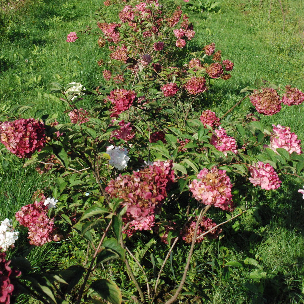 Rispenhortensie 'Vanille Fraise' • Hydrangea paniculata 'Vanille Fraise' Ansicht 6
