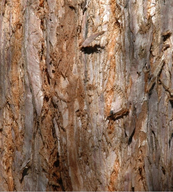 Kalifornischer Berg-Mammutbaum • Sequoiadendron giganteum Ansicht 3