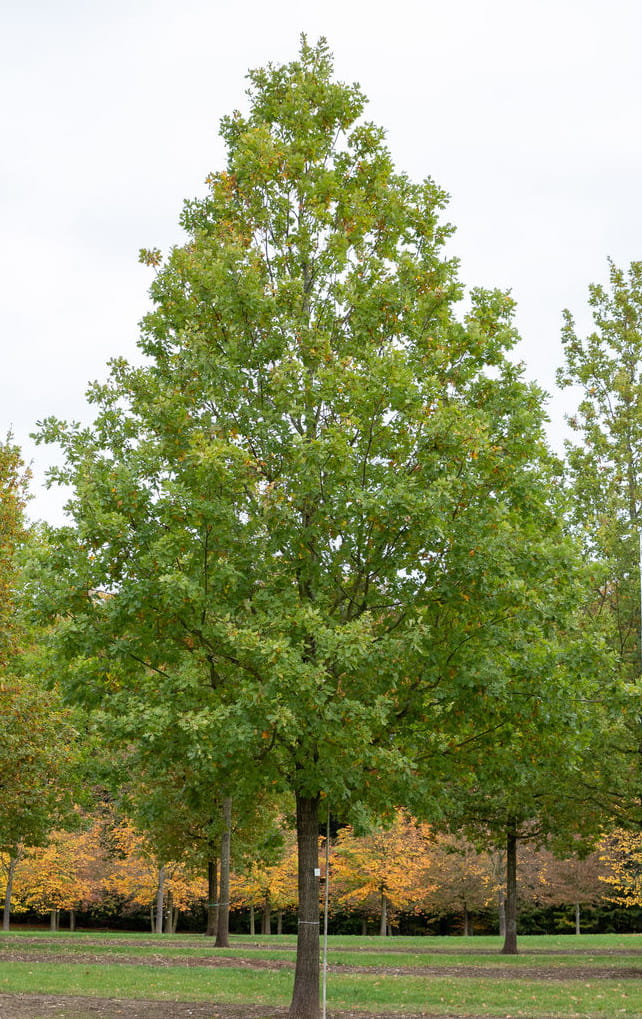 Stiel-Eiche • Quercus robur Ansicht 6