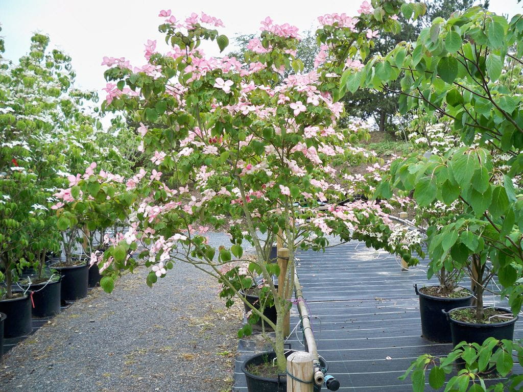 Jap. Blumen-Hartriegel 'Satomi' • Cornus kousa chinensis 'Satomi'