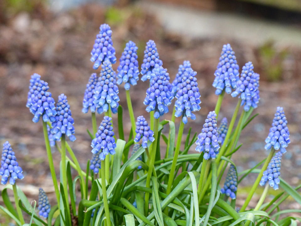 Blumenzwiebel - Muscari armeniacum 20er Packung