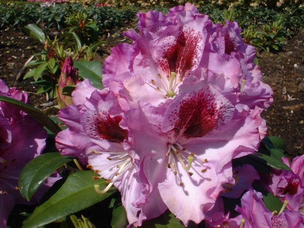 Rhododendron 'Pfauenauge' • Rhododendron Hybride 'Pfauenauge' Ansicht 1