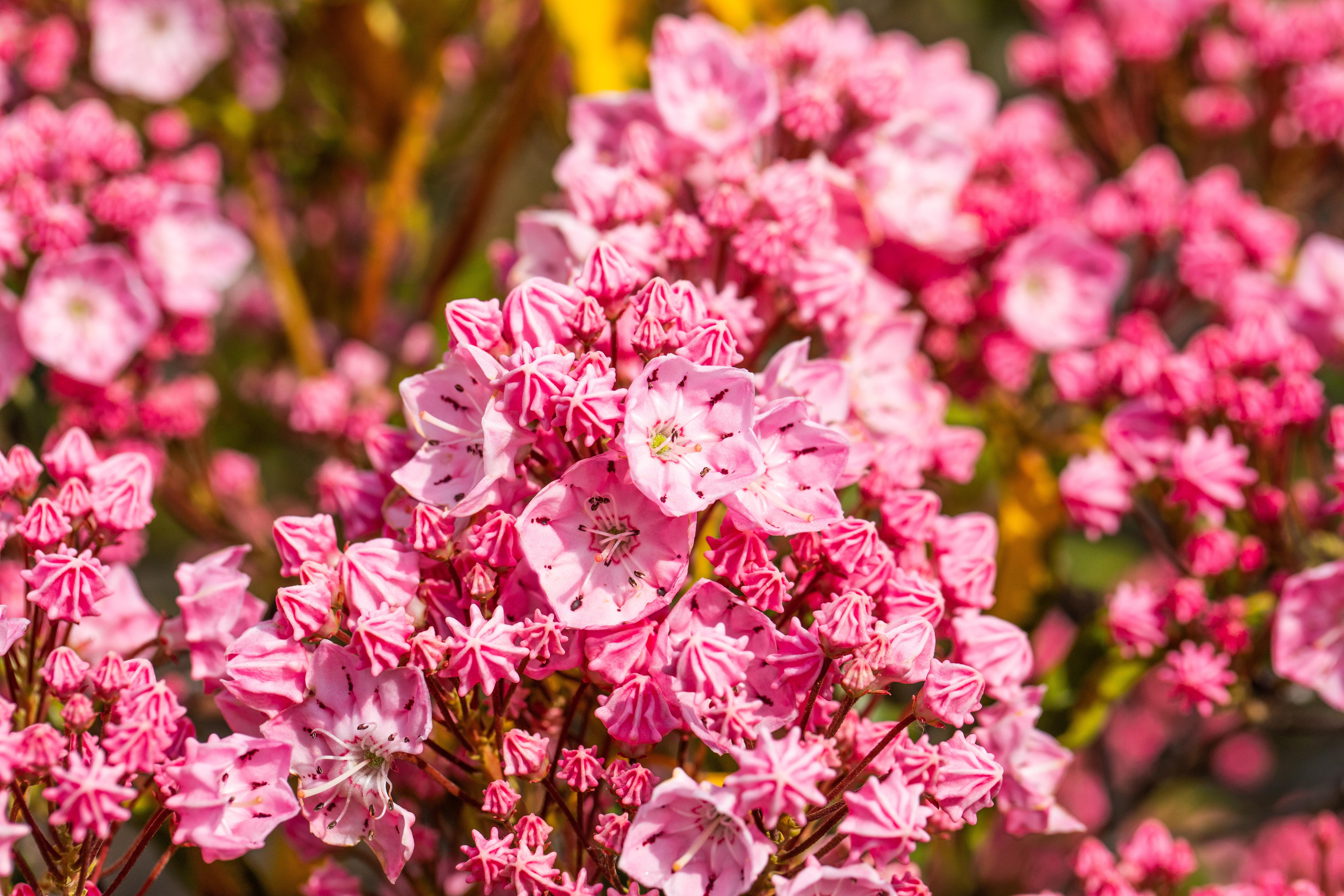Berglorbeer 'Pink Frost' • Kalmia latifolia 'Pink Frost'