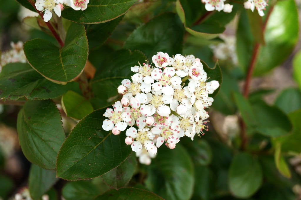 Schwarze Apfelbeere • Aronia melanocarpa Containerware 80-100 cm hoch, Solitärpflanze Ansicht 4
