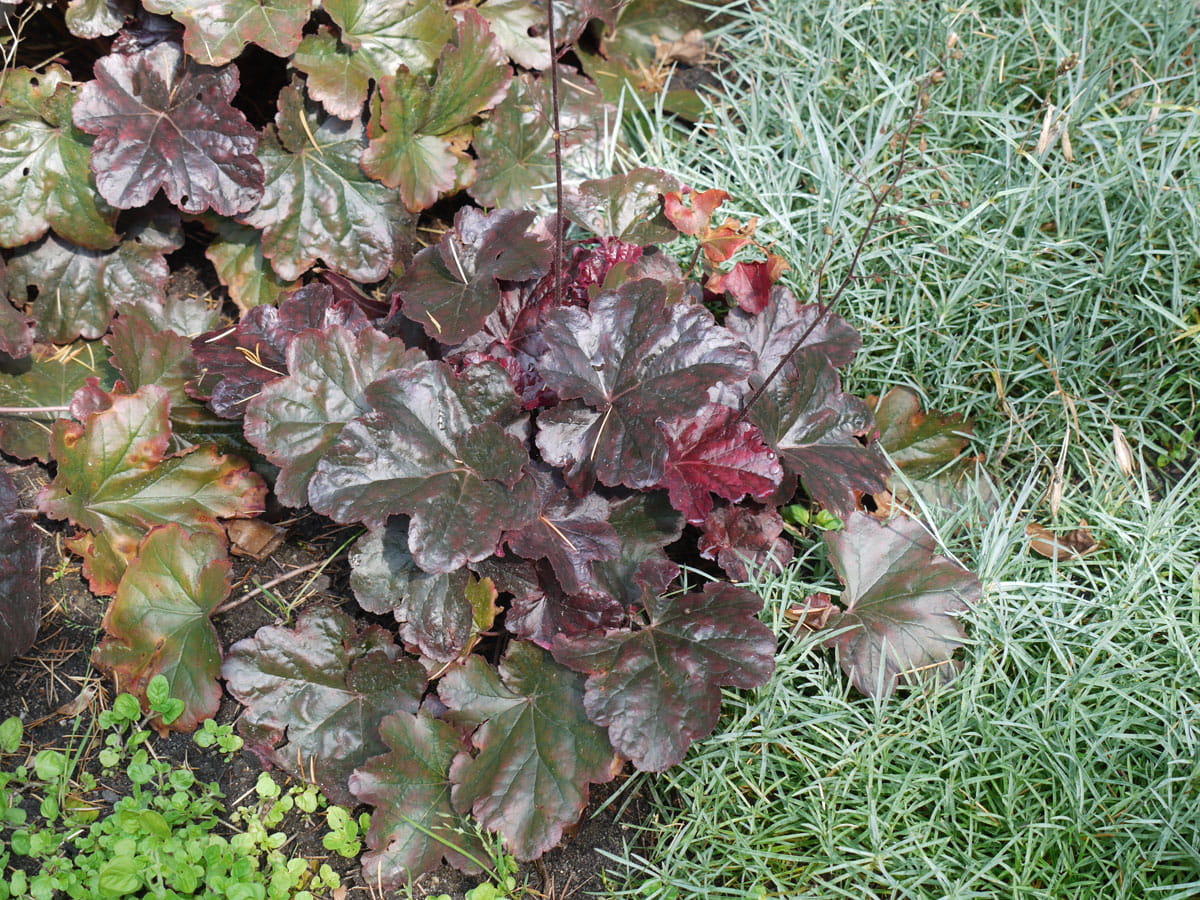 Silberglöckchen 'Obsidian' • Heuchera micrantha 'Obsidian' Containerware Ansicht 3