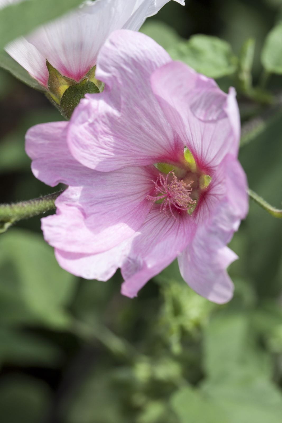 Busch-Malve 'Rosea' • Lavatera x olbia 'Rosea'