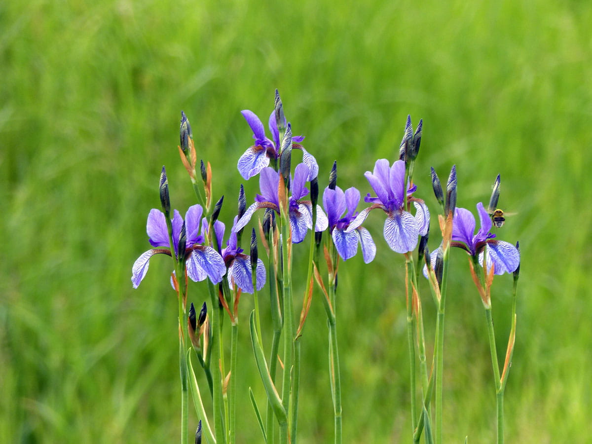 Sibirische Schwertlilie • Iris sibirica Ansicht 3
