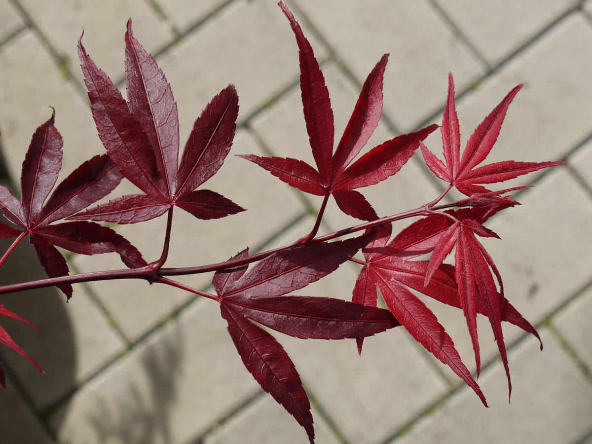 Fächerahorn 'Roter Stern' • Acer palmatum 'Roter Stern'