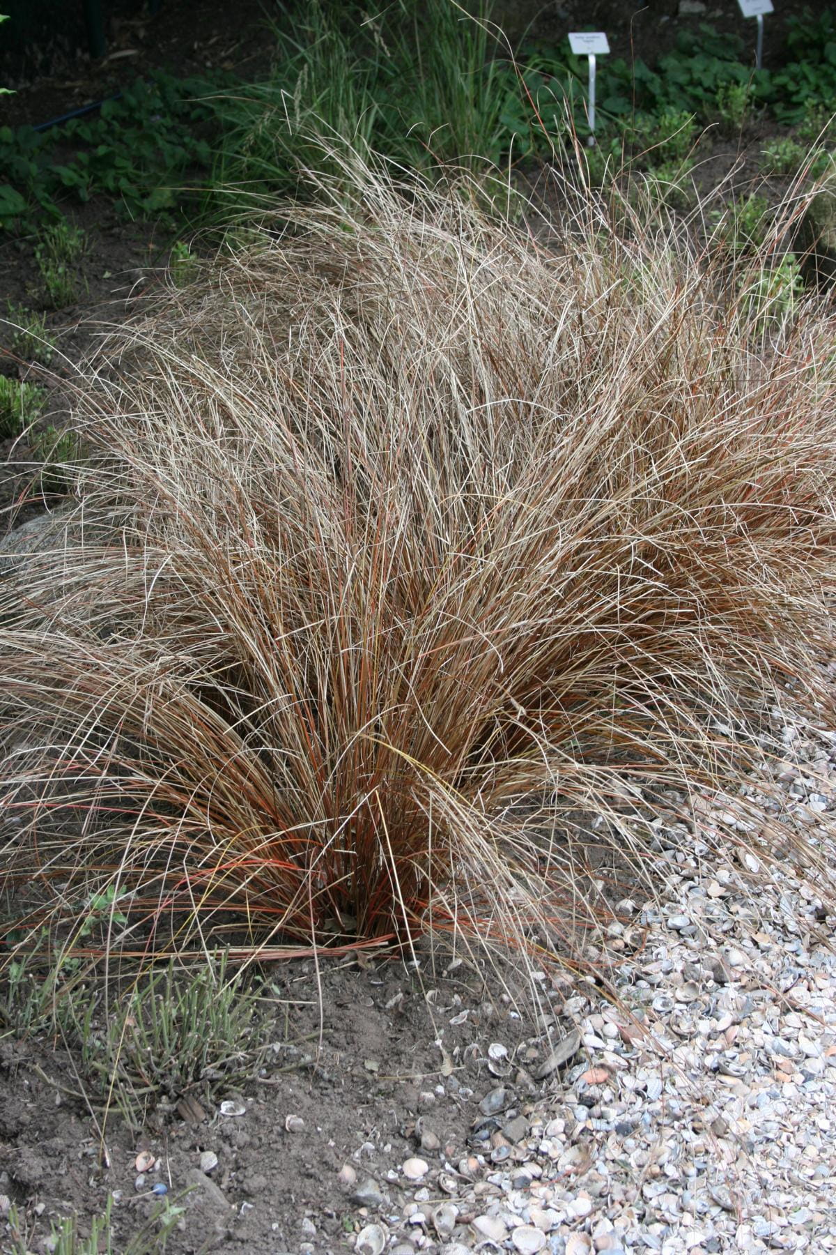 Fuchsrote Neuseeland-Segge • Carex buchananii Ansicht 1