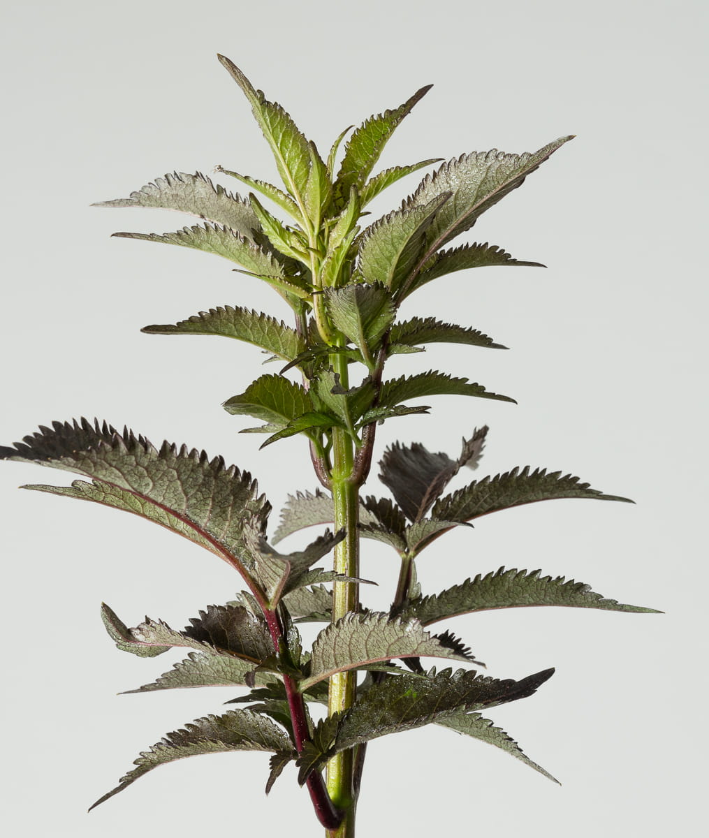 Rotlaubige Säulen-Fliederbeere 'Black Tower' • Sambucus nigra 'Black Tower' Ansicht 6