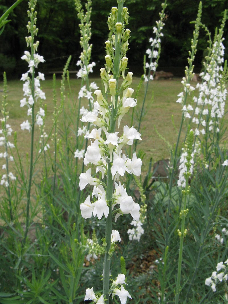 Weißblütiges Leinkraut 'Springside White' • Linaria purpurea 'Springside White' Ansicht 1