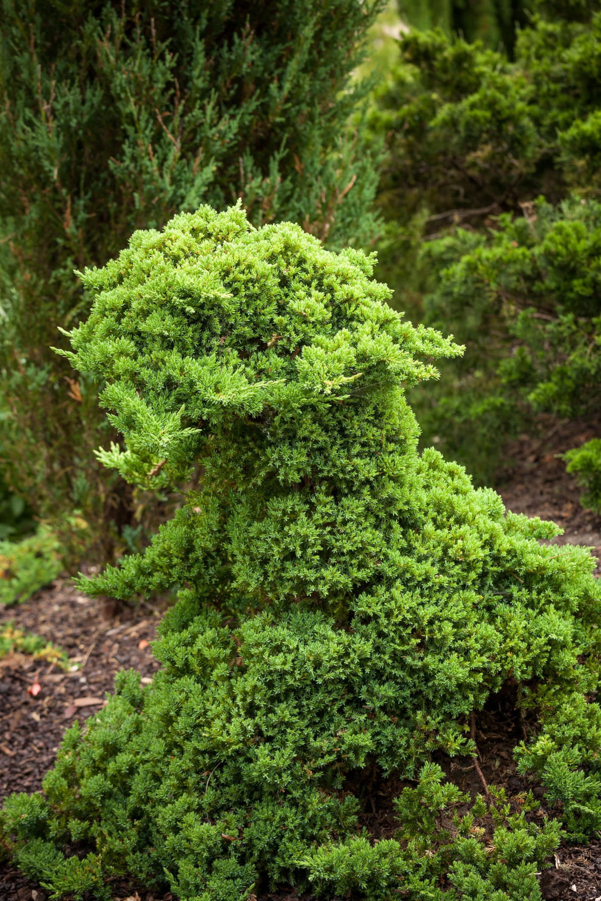 Japanischer Kriechwacholder 'Nana' • Juniperus procumbens 'Nana' Ansicht 3