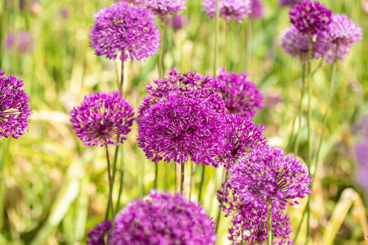 Blumenzwiebel - Allium aflatunense 'Purple Sensation' 5er Packung