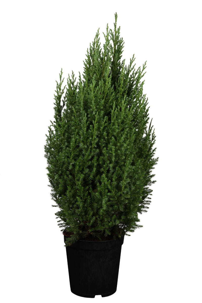 Blauer Mooswacholder 'Stricta' • Juniperus chinensis 'Stricta' Ansicht 5