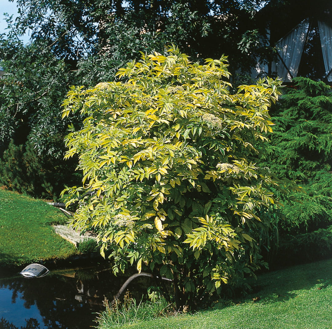 Gold-Holunder 'Aurea' • Sambucus nigra 'Aurea' Ansicht 3