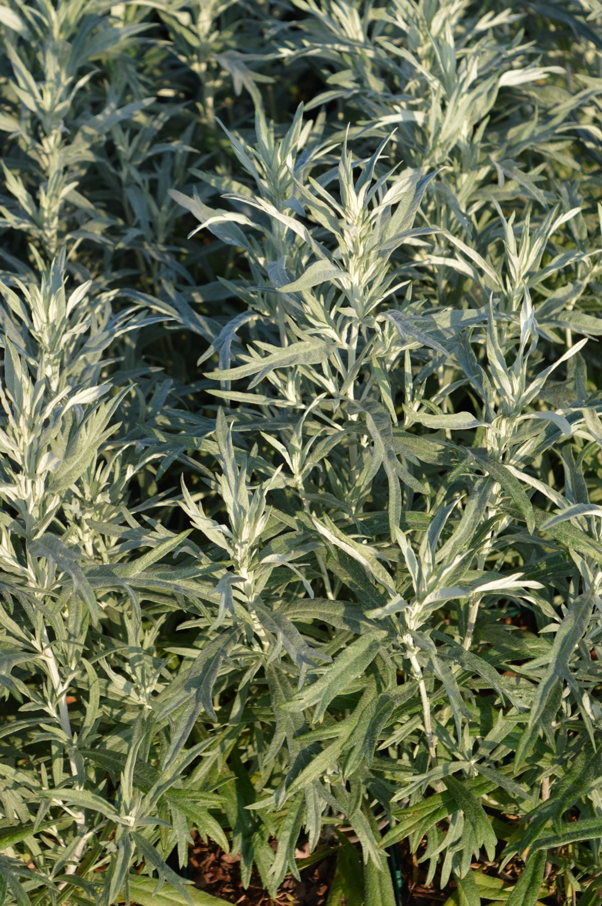 Silbriger Beifuß 'Silver Queen' • Artemisia ludoviciana 'Silver Queen' Ansicht 1