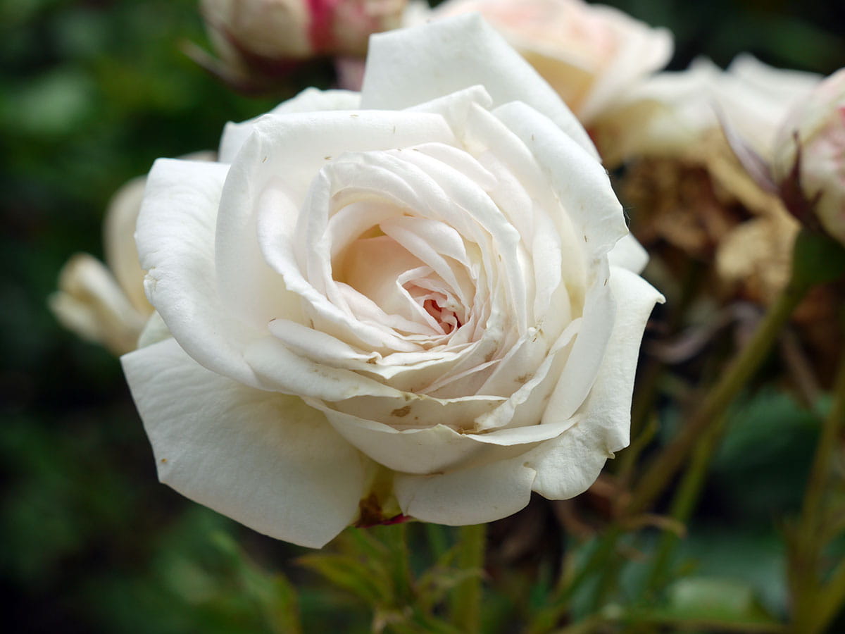Edelrose Parfuma® 'Madame Anisette'® • Rosa 'Madame Anisette'® Ansicht 2