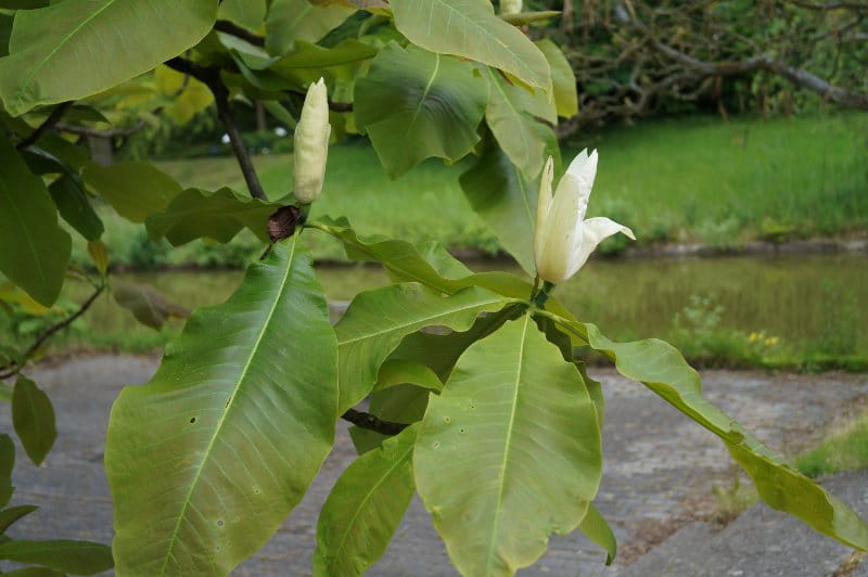 Schirmmagnolie • Magnolia tripetala Ansicht 2
